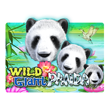 wild giant panda